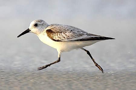 Strandlaeufer Zempin Kültér fotó